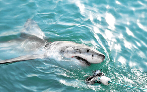 La caza furtiva de tiburones por flotas chinas en Ecuador: Un llamado a la acción regulatoria