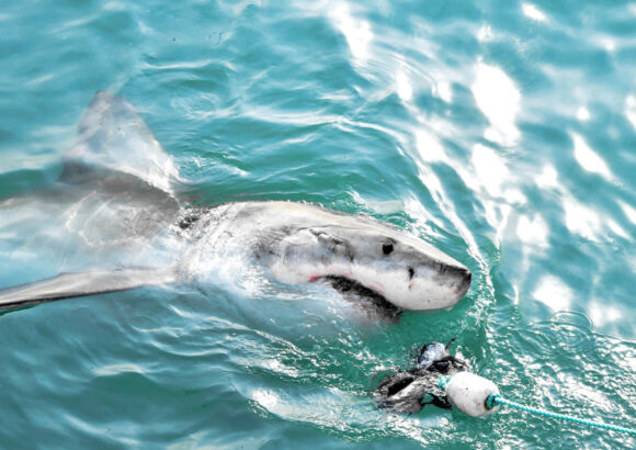 La caza furtiva de tiburones por flotas chinas en Ecuador: Un llamado a la acción regulatoria